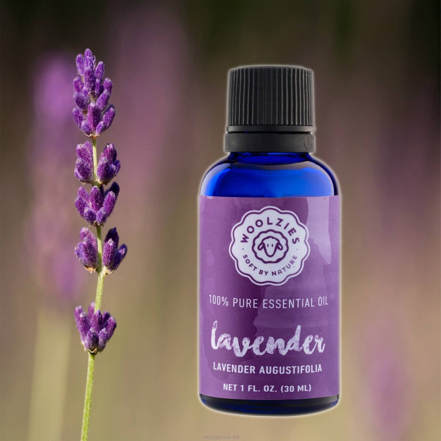 Lavender Essential Oil