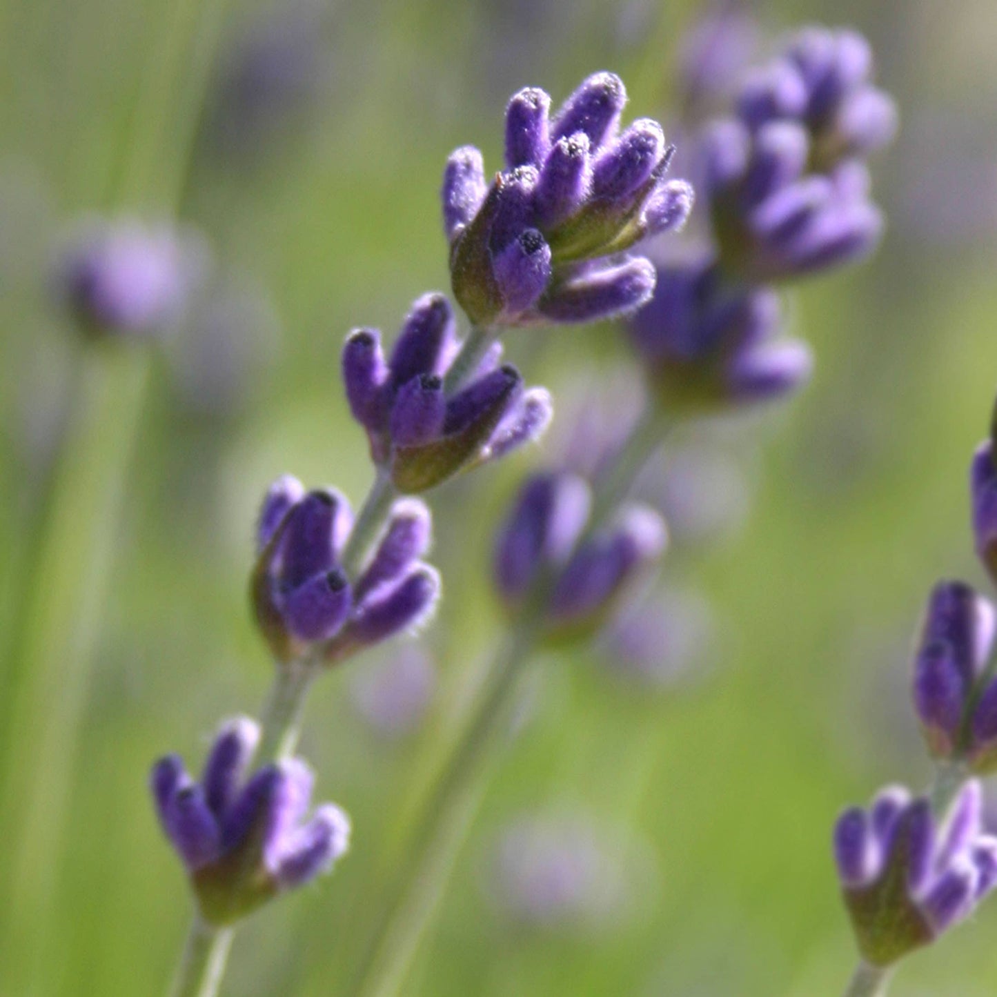 Essential | Lavender Flower Garden